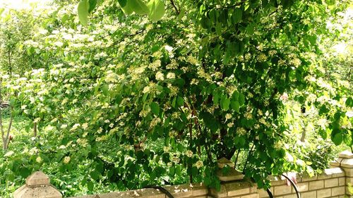 Plants growing on a tree