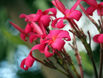 Close-up of pink flowers