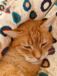 Close-up of a cat sleeping