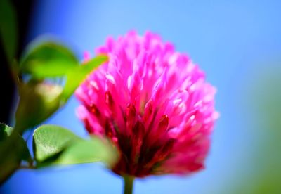 Close-up of pink flower