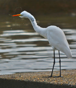 Bird flying over water