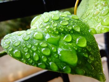 Close-up of wet green leaf