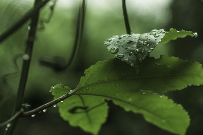 Close-up of wet plant