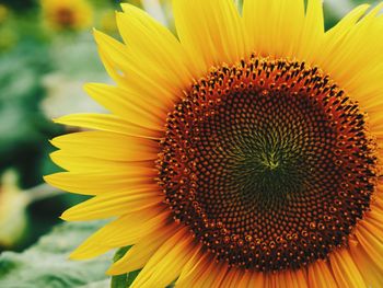 Close-up of sunflower