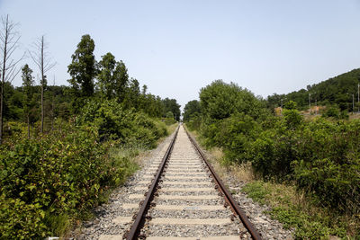 Railroad tracks amidst trees