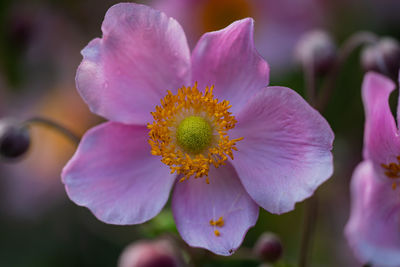 Close-up of pink flower