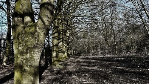 Trees along built structures