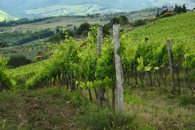 View of vineyard