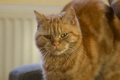 Close-up portrait of a cat at home