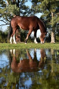 Horse drinking water on field