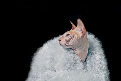 Close-up of a cat looking away