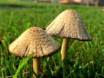 Mushrooms growing on field