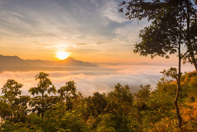 Scenic view of trees against sky during sunset