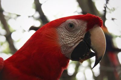 Close-up of macaw