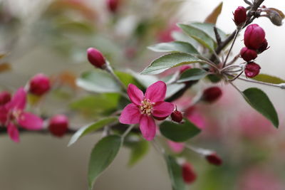 Close-up of pink flowering plant