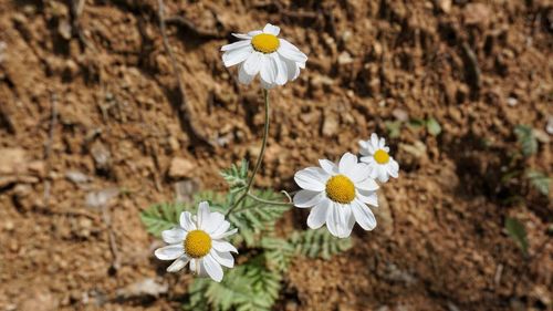 Close-up of white flowering plant on field