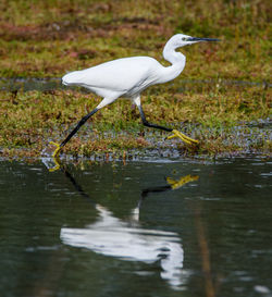 High angle view of gray heron perching on lake