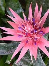 Close-up of flower blooming outdoors