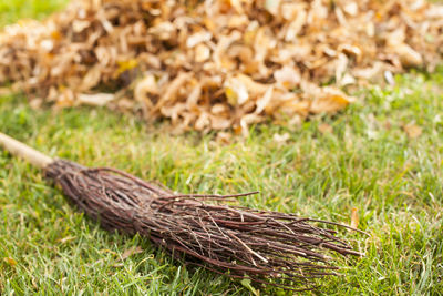 Close-up of dead plant on field
