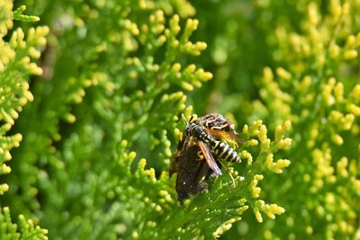 Close-up of wasp on plant