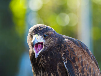 Close-up of eagle