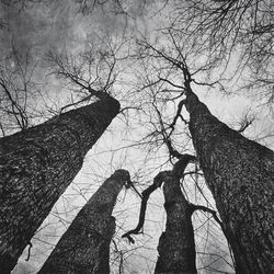 Low angle view of bare trees against sky