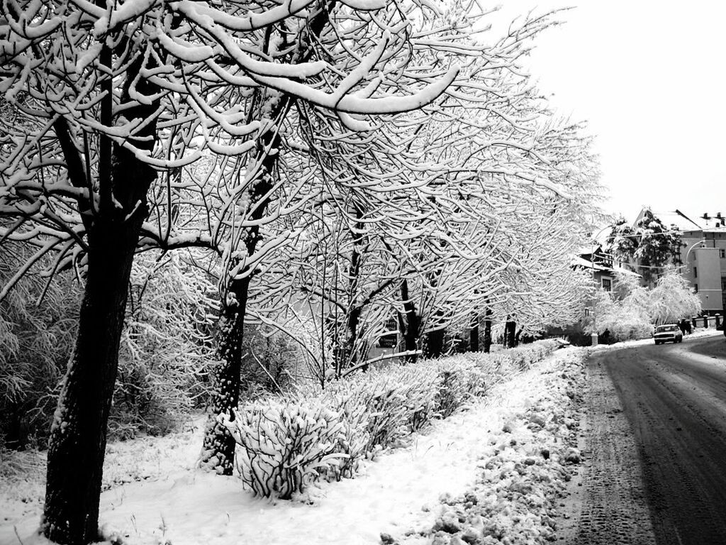 BARE TREES ON SNOW COVERED LANDSCAPE