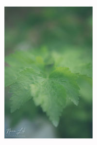 Close-up of fresh green leaves