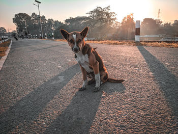 View of dog on road