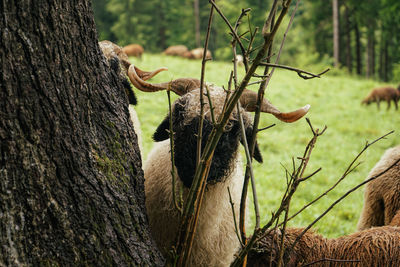 View of deer on tree trunk