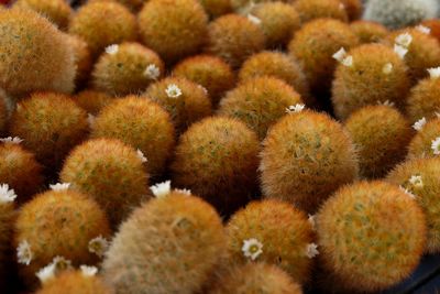 Full frame shot of cactus growing in market