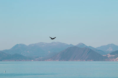 Bird flying over mountains against sky
