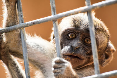 Portrait of infant monkey in cage at zoo