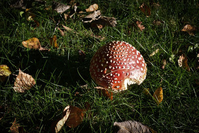 Close-up of mushroom growing on grassy field