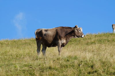 Cattle on field against clear blue sky