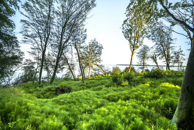 Trees in forest against sky