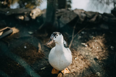 High angle view of bird on rock