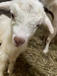 Close-up portrait of a sheep
