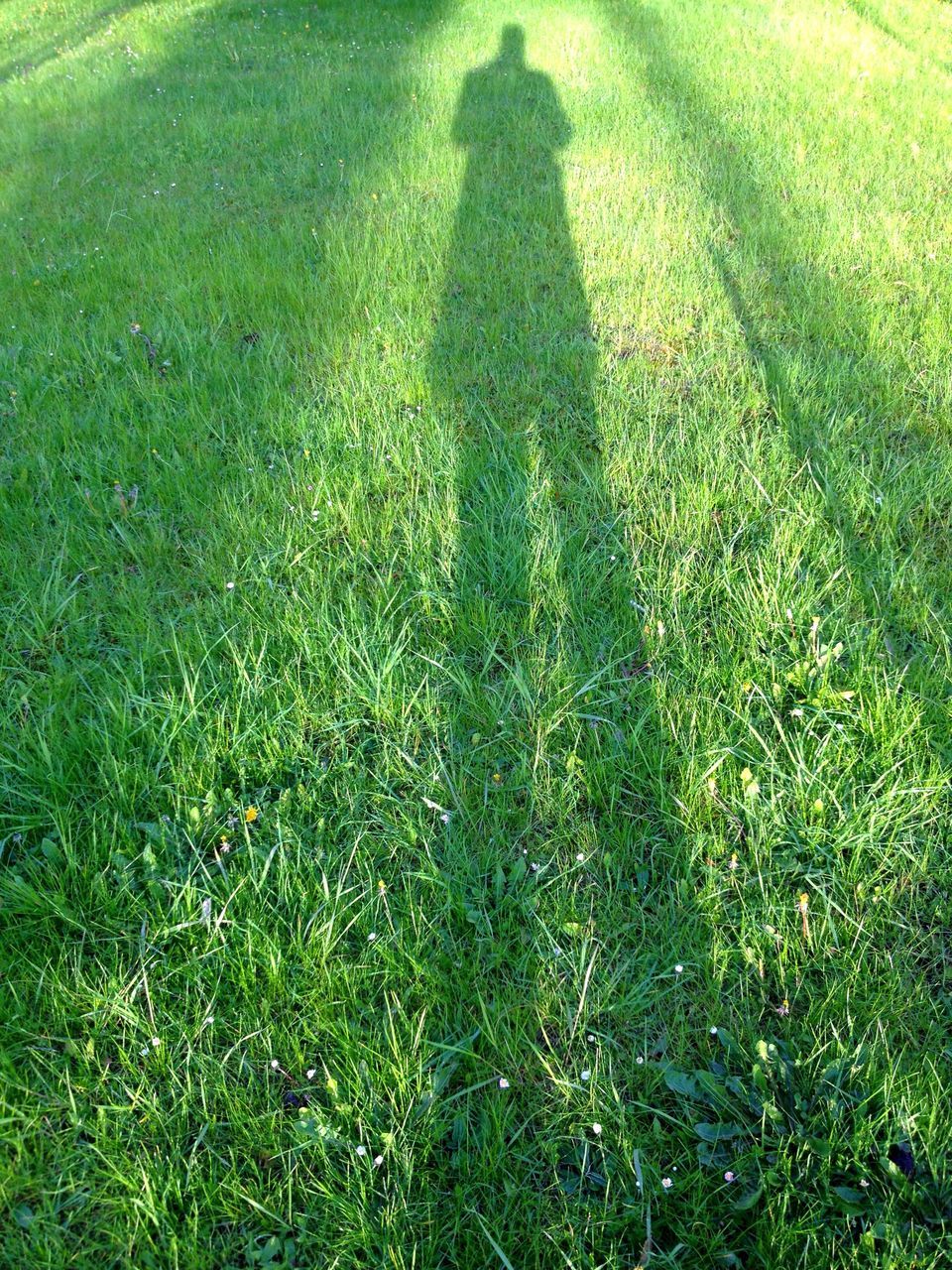 grass, grassy, shadow, green color, field, sunlight, high angle view, leisure activity, lawn, lifestyles, focus on shadow, growth, standing, unrecognizable person, outdoors, day, men, plant