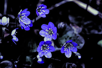 Low angle view of flowers