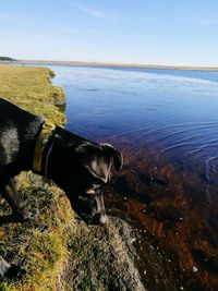 Dog standing in sea against sky