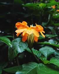 Close-up of orange rose flower