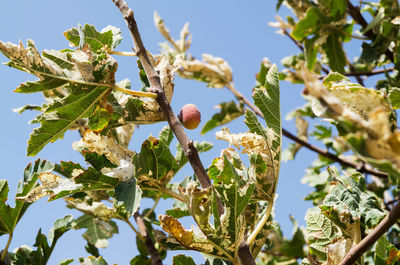 Low angle view of berries on tree against sky