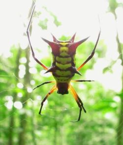 Close-up of insect