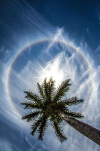 Low angle view of silhouette coconut palm tree against sky