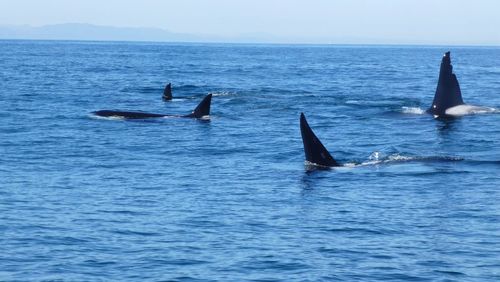 View of ducks swimming in sea