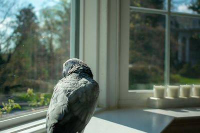 An african grey parrot standing on a large windowsill looking longingly out the window