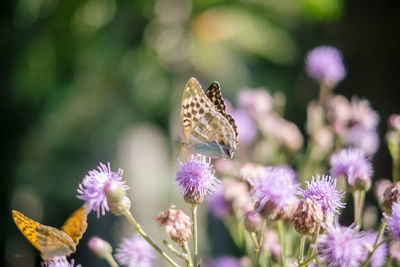 Close-up of butterfly pollinating on purple flower