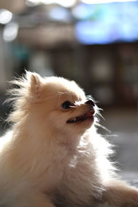 Close-up of a dog looking away