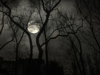 Low angle view of bare trees at night